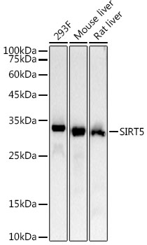 SIRT5 Rabbit monoclonal antibody