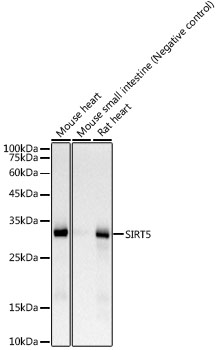 SIRT5 Rabbit monoclonal antibody