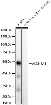 ALDH3A1 Rabbit monoclonal antibody