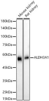 ALDH3A1 Rabbit monoclonal antibody