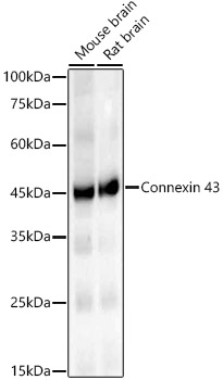 Connexin 43 Rabbit monoclonal antibody
