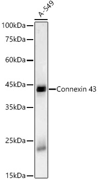 Connexin 43 Rabbit monoclonal antibody