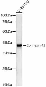 Connexin 43 Rabbit monoclonal antibody