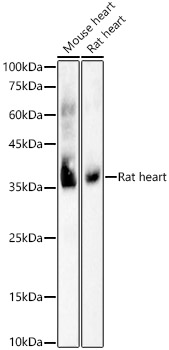 COX1 Rabbit monoclonal antibody