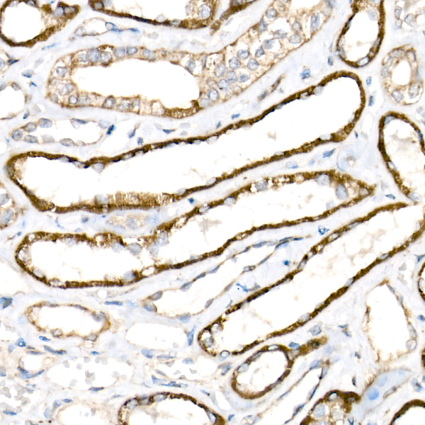 COX1 Rabbit monoclonal antibody