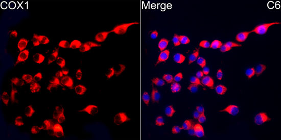 COX1 Rabbit monoclonal antibody