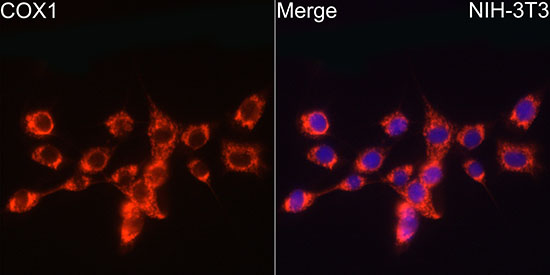 COX1 Rabbit monoclonal antibody