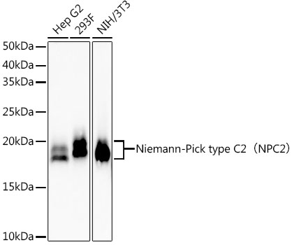 Niemann-Pick type C2 (NPC2) Rabbit monoclonal antibody