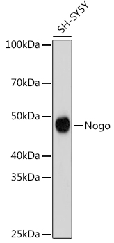 Nogo Rabbit monoclonal antibody