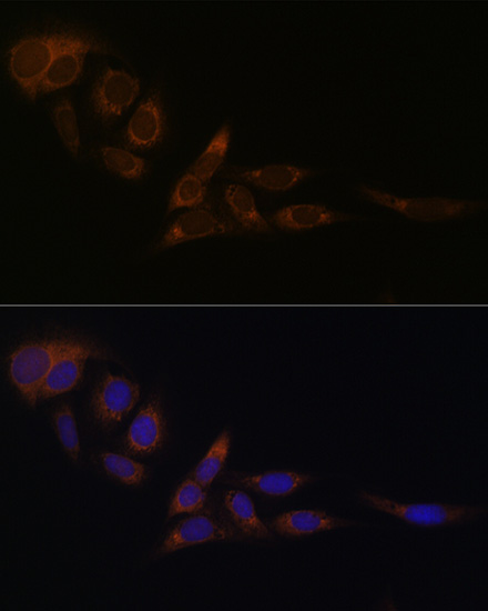 Nogo Rabbit monoclonal antibody