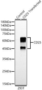 CD25 Rabbit monoclonal antibody