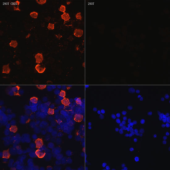 CD25 Rabbit monoclonal antibody