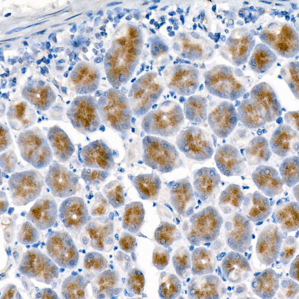 Pepsinogen I (PG I) Rabbit monoclonal antibody