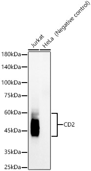 CD2 Rabbit monoclonal antibody