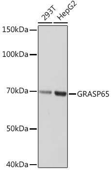 GRASP65 Rabbit monoclonal antibody