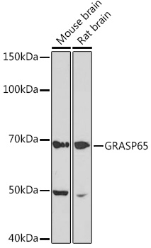 GRASP65 Rabbit monoclonal antibody