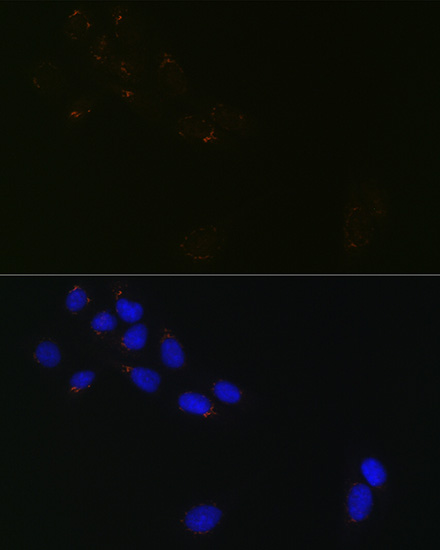 GRASP65 Rabbit monoclonal antibody
