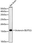 Western blot - Urotensin II (UTS2) Rabbit mAb (A23164)
