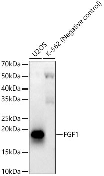 FGF1 Rabbit monoclonal antibody