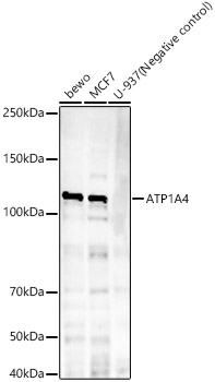ATP1A4 Rabbit monoclonal antibody