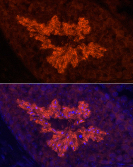 ATP1A4 Rabbit monoclonal antibody
