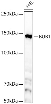 Western blot analysis of lysates from HEL cells, using [KD Validated] BUB1 Rabbit mAb (A23198) at 1:1000 dilution.<br/>Secondary antibody: HRP-conjugated Goat anti-Rabbit IgG (H+L) (AS014) at 1:10000 dilution.<br/>Lysates/proteins: 25μg per lane.<br/>Blocking buffer: 3% nonfat dry milk in TBST.<br/>Detection: ECL Basic Kit (RM00020).<br/>Exposure time: 60s.