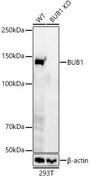 [KD Validated] BUB1 Rabbit monoclonal antibody