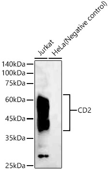 CD2 Rabbit monoclonal antibody
