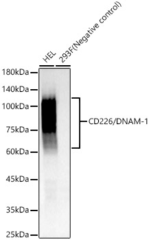 CD226/DNAM-1 Rabbit mAb