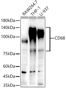 CD68 Rabbit monoclonal antibody