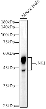 JNK1 Rabbit monoclonal antibody