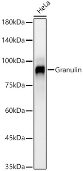 Granulin Rabbit monoclonal antibody