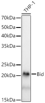 Western blot analysis of lysates from THP-1 cells, using [KD Validated] Bid Rabbit mAb (A23234) at 1:1000 dilution.<br/>Secondary antibody: HRP-conjugated Goat anti-Rabbit IgG (H+L) (AS014) at 1:10000 dilution.<br/>Lysates/proteins: 25μg per lane.<br/>Blocking buffer: 3% nonfat dry milk in TBST.<br/>Detection: ECL Basic Kit (RM00020).<br/>Exposure time: 30s.