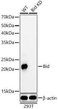 [KD Validated] Bid Rabbit monoclonal antibody
