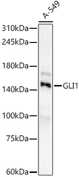 GLI1 Rabbit monoclonal antibody
