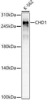 CHD1 Rabbit monoclonal antibody