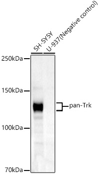 pan-Trk Rabbit monoclonal antibody
