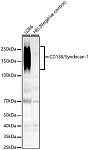 Western blot - CD138/Syndecan-1 Rabbit mAb (A23249)