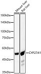 Western blot - CYP27A1 Rabbit mAb (A23250)