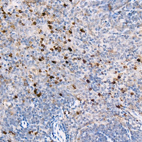 CD11b Rabbit polyclonal antibody