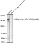Western blot - EGF Receptor (E746-A750del Specific) Rabbit  pAb (A23256)
