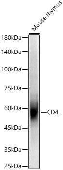 CD4 Rabbit polyclonal antibody