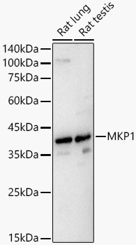 MKP1 Rabbit polyclonal antibody