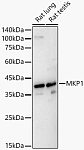 Western blot - MKP1 Rabbit pAb (A23261)