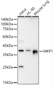 MKP1 Rabbit polyclonal antibody