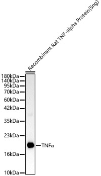 TNFA Alpha Rabbit polyclonal antibody