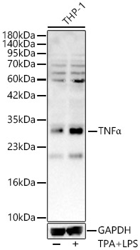 TNFA Alpha Rabbit polyclonal antibody
