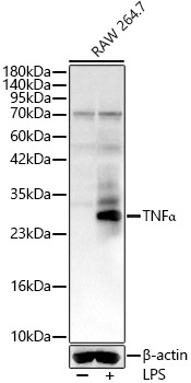TNFA Alpha Rabbit polyclonal antibody