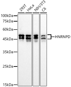HNRNPD Rabbit monoclonal antibody
