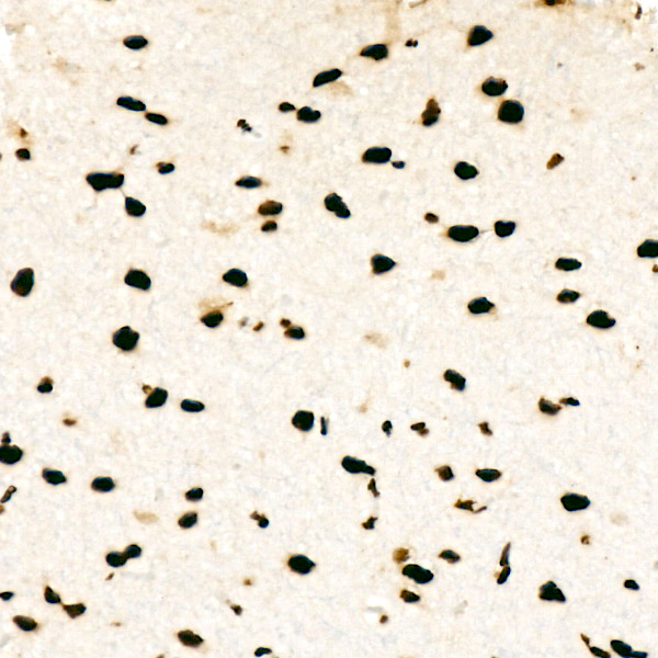 HNRNPD Rabbit monoclonal antibody